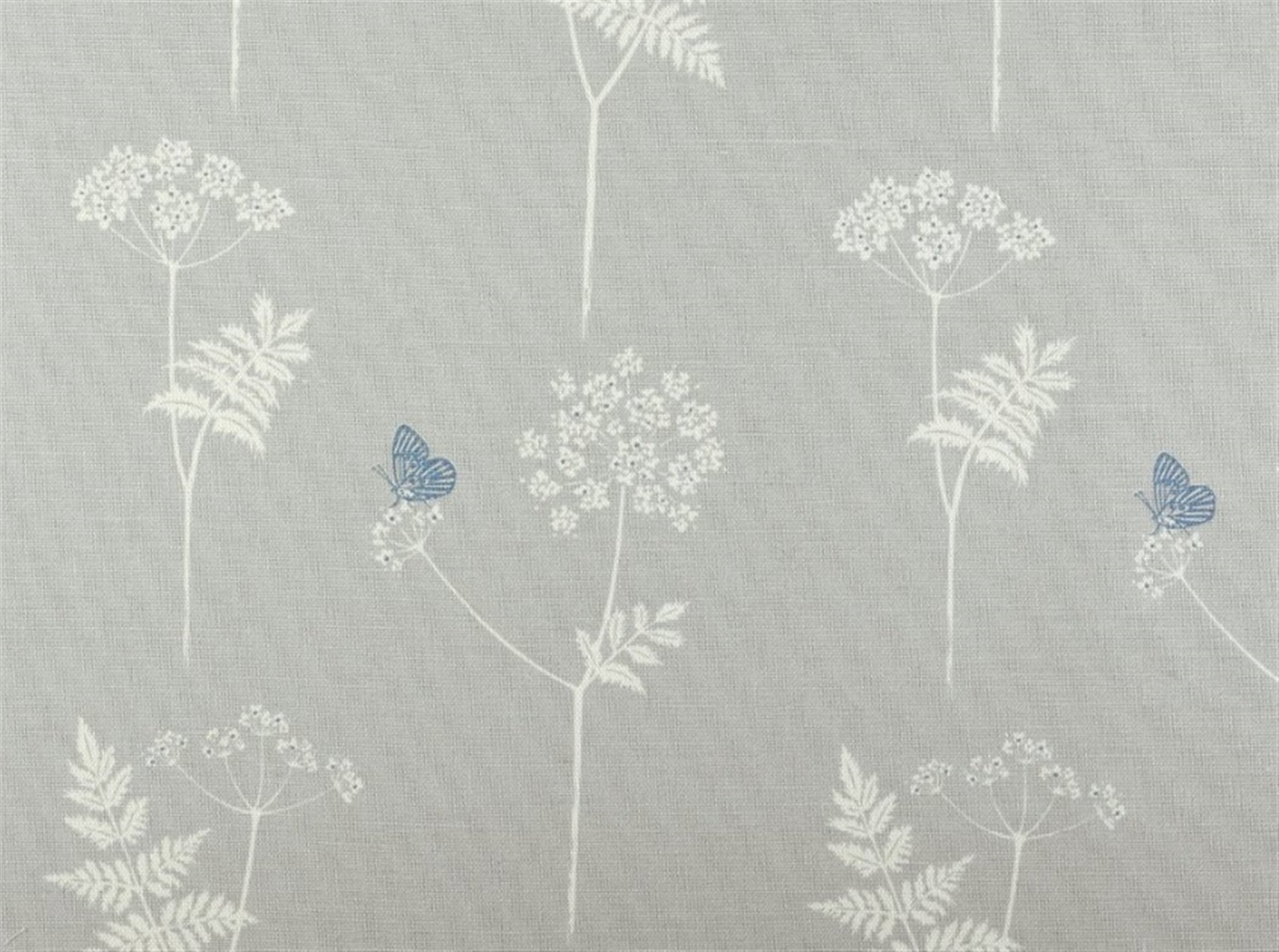 Cow Parsley - Clay, Cornflower